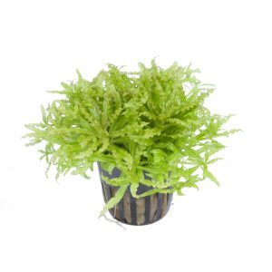 Pogostemon helferi 5cm pot - EU Grown