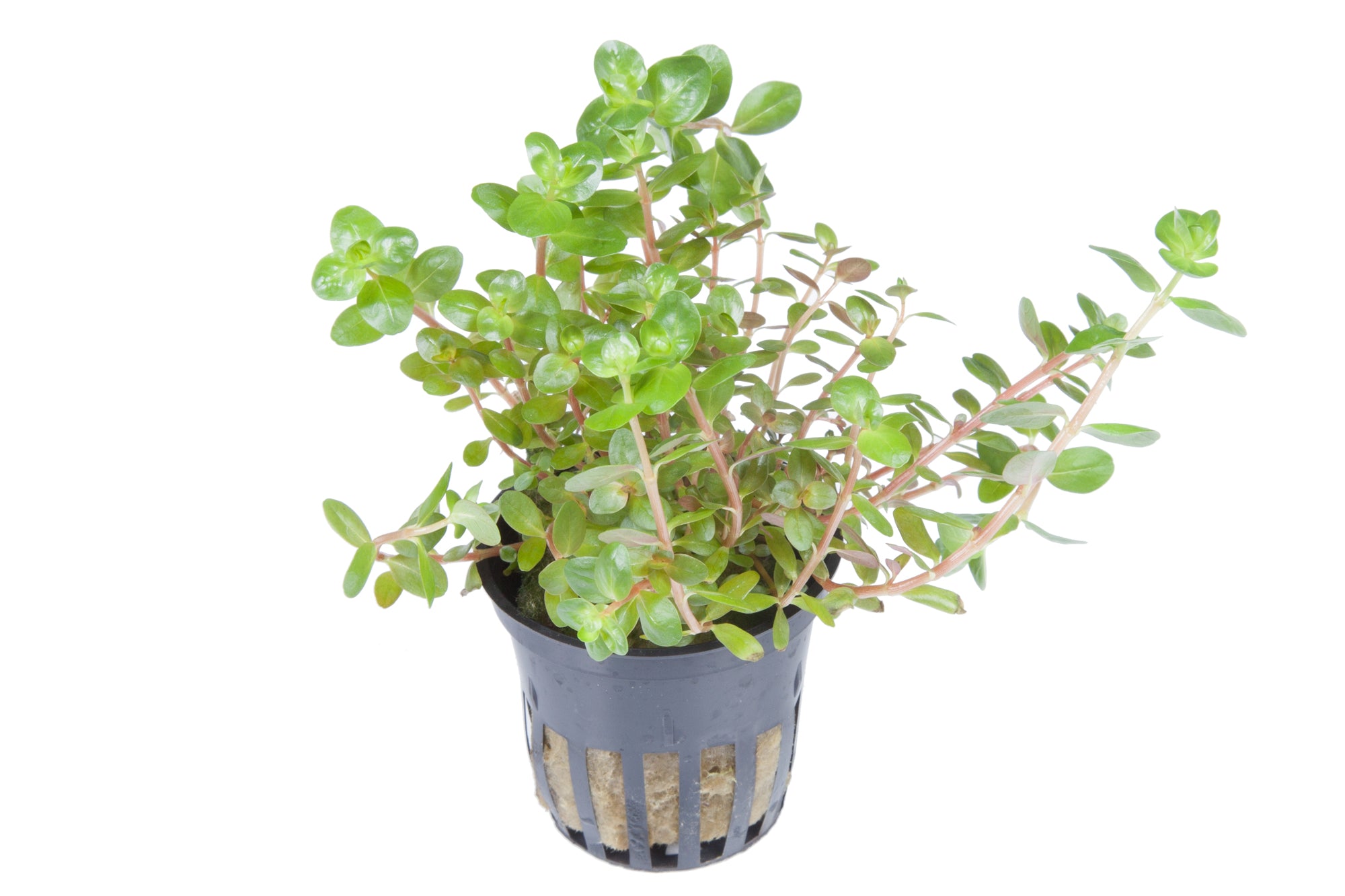 Rotala rotundifolia 5cm pot - Tropica
