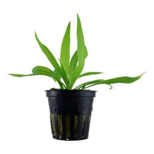 Helanthium bolivianum 'Quadricostatus' 5 cm pot - Tropica
