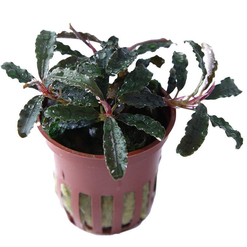 Bucephalandra 'Kedagang' 5cm pot