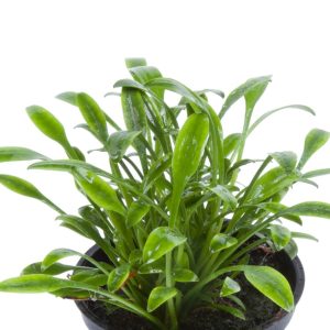 Cryptocoryne parva 5 cm pot