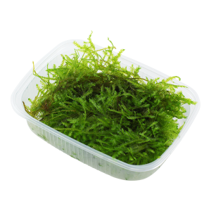 Vesicularia montagnei 'Christmas' Moss portion - Tropica