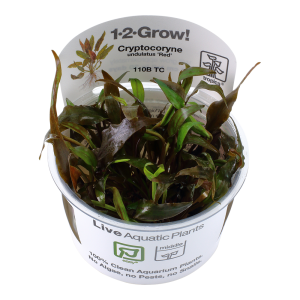 Cryptocoryne undulatus 'Red' 1-2-Grow - Tropica