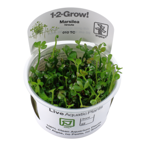 Marsilea hirsuta 1-2-Grow - Tropica