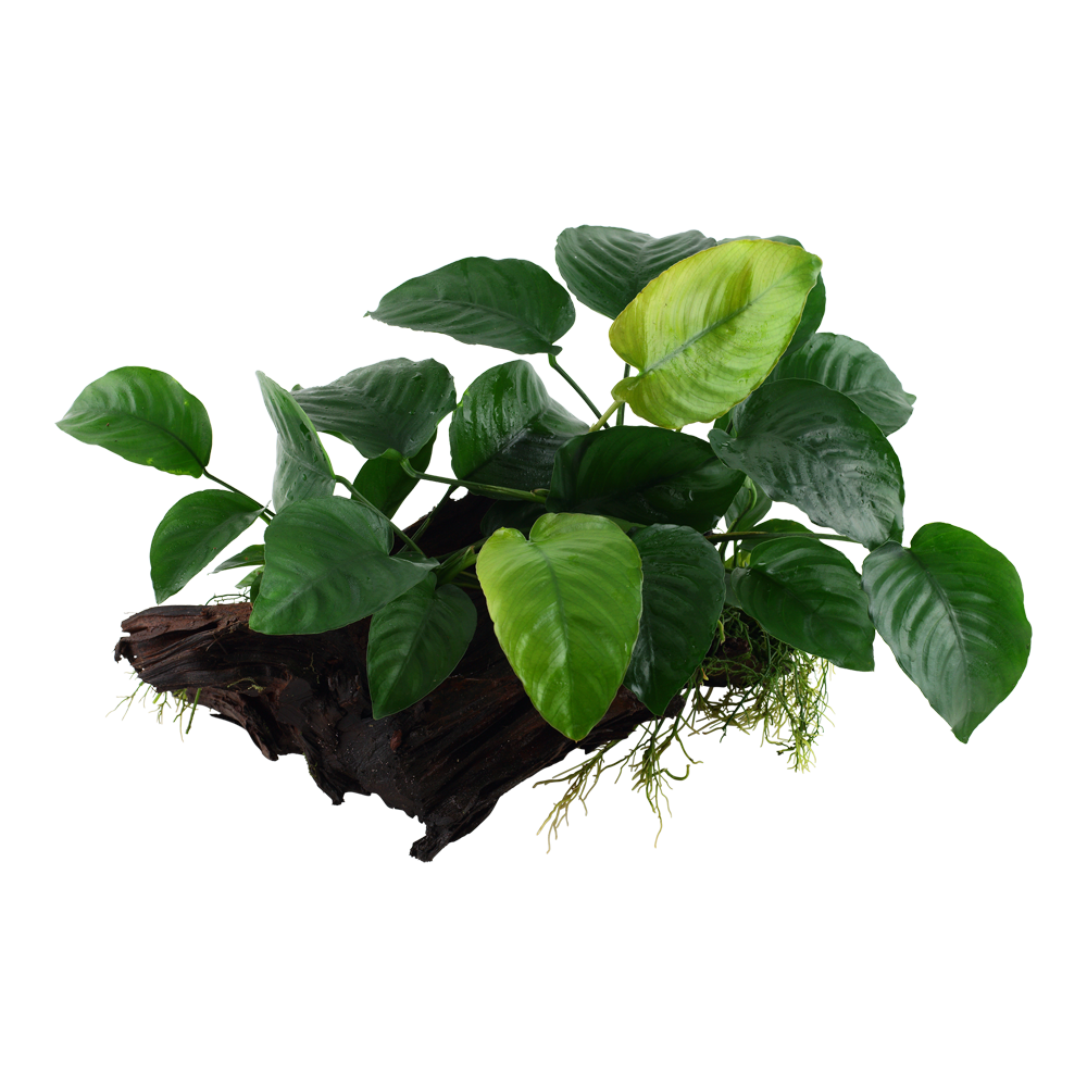 Anubias barteri sp. grown on Mangrove wood - Tropica