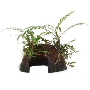 Hygrophila pinnatifida on coconut hide - Tropica