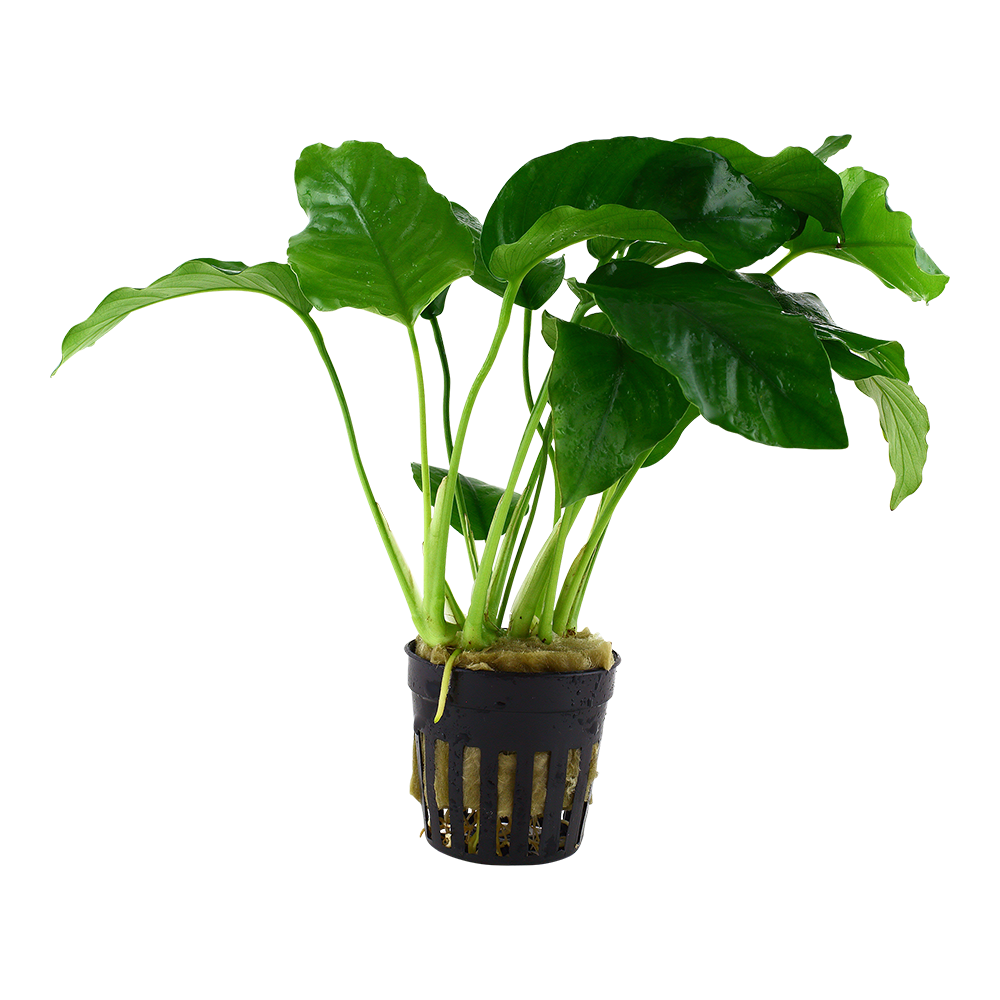 Anubias barteri var. barteri 5cm Pot - Tropica