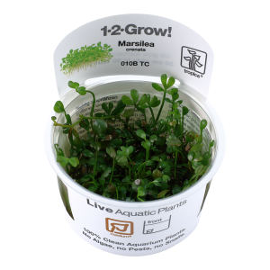 Marsilea crenata 1-2-Grow - Tropica