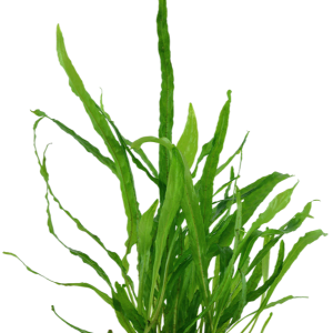 Microsorum pteropus 'Narrow' (Java fern) - Bare root - approx 3-4 plants