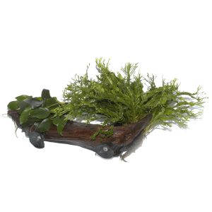 Microsorum sp. grown on Mangrove wood with suction cup - Tropica