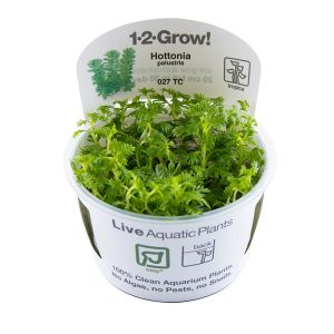 Hottonia palustris 1-2-Grow - Tropica