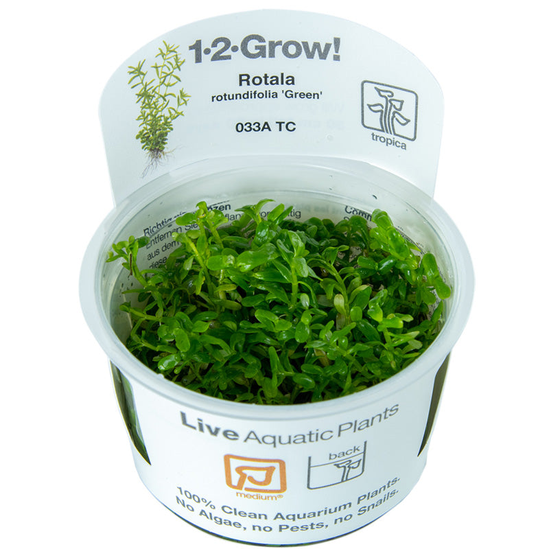 Rotala rotundifolia 'Green' 1-2 Grow - Tropica