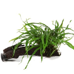 Microsorum pteropus 'Narrow' (Java fern) grown on Mangrove wood with suction cup - - Tropica