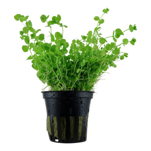 Micranthemum umbrosum 5cm pot - EU Grown