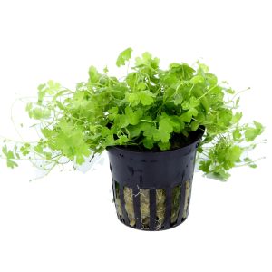 Hydrocotyle tripartita 5 cm pot - Tropica