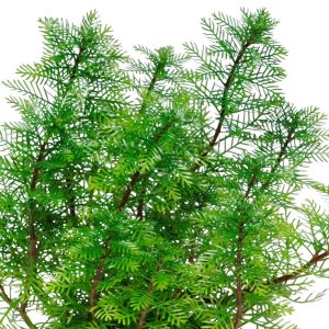 Myriophyllum mattogrossense - bare root - 6 stems