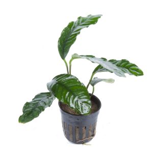 Anubias barteri 'Coffeifolia' 5cm Pot - Tropica