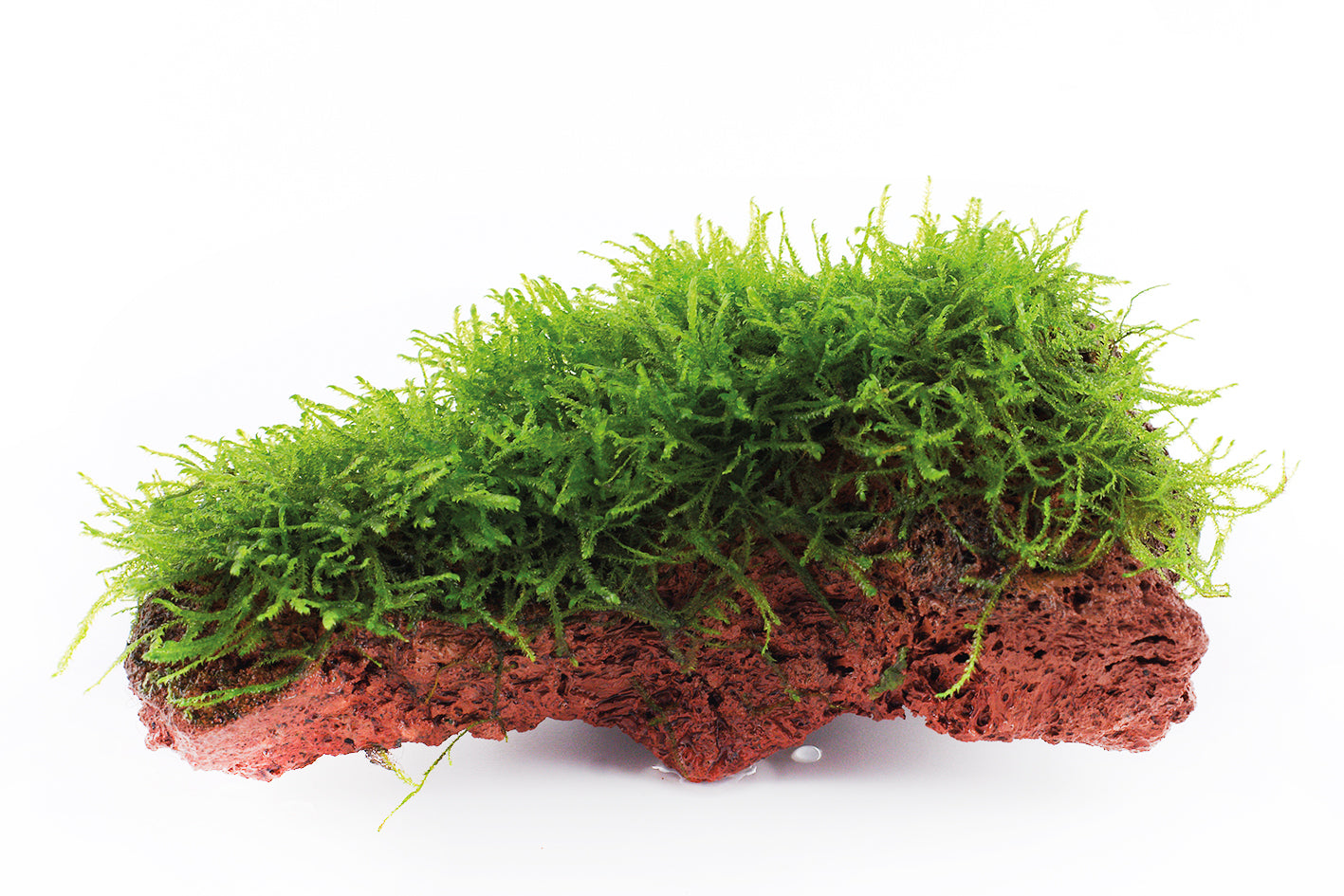 Taxiphyllum barbieri moss grown on Lava rock - Tropica