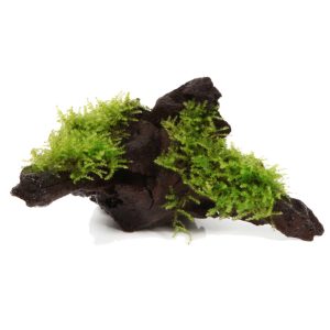 Vesicularia montagnei 'Christmas' grown on Mangrove wood - Tropica