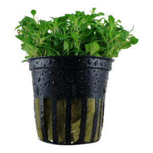 Glossostigma elatinoides 5cm pot - EU Grown