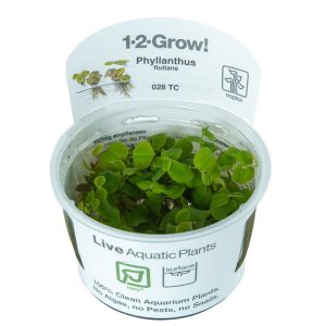 Phyllanthus fluitans 1-2 Grow - Tropica