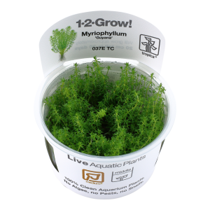 Myriophyllum 'Guyana' 1-2-Grow - Tropica