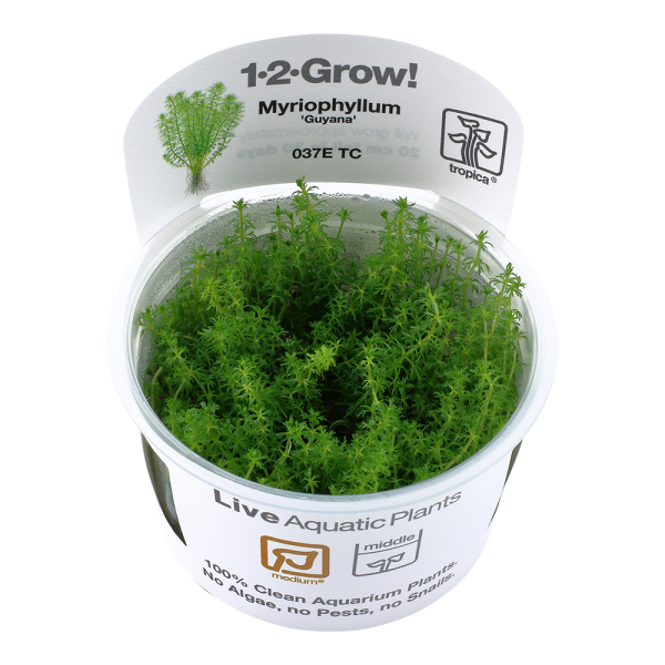Myriophyllum 'Guyana' 1-2-Grow - Tropica