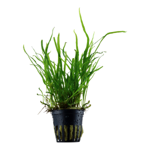 Microsorum pteropus 'Trident' 5cm pot - Tropica