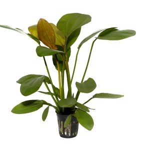 Echinodorus 'Barthii' 5 cm pot - Tropica