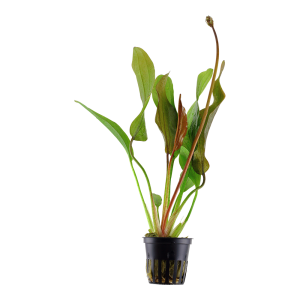 Echinodorus 'Red Diamond' Aquarium plant