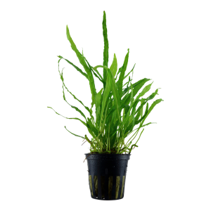 Microsorum pteropus 'Narrow' (Java fern) 5cm pot