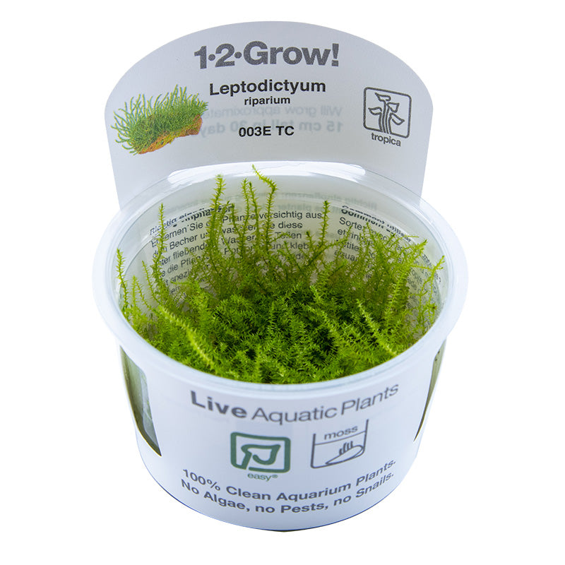 Leptodictyum riparium 1-2-Grow - Tropica