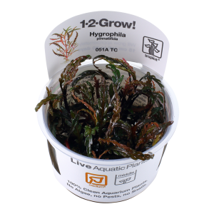 Hygrophila pinnatifida 1-2-Grow - Tropica