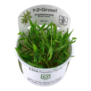 Cryptocoryne wendtii 'Green' 1-2-Grow - Tropica
