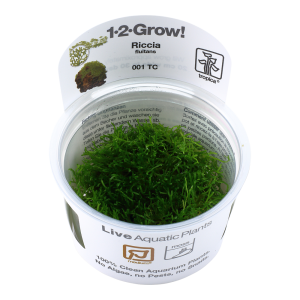 Riccia fluitans 1-2 Grow - Tropica