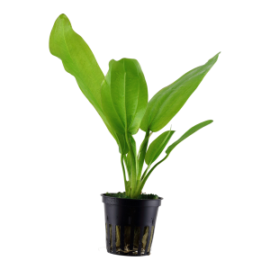 Echinodorus cordifolius 'Fluitans' 5 cm pot - Tropica