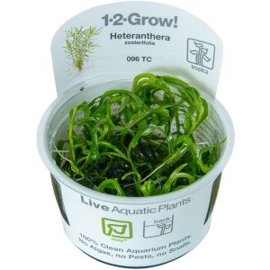 Heteranthera zosterifolia 1-2-Grow - Tropica