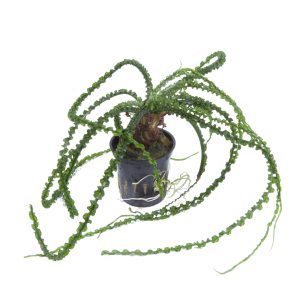 Crinum calamistratum 5cm pot - Tropica