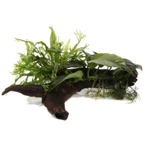 Microsorum pteropus and Anubias barteri var. caladiifolia rooted on a large piece of mangrove wood. - Tropica