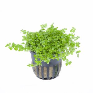 Hemianthus micranthemoides 5 cm pot