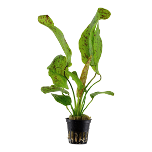 Echinodorus 'Ozelot Green' 5 cm pot - Tropica