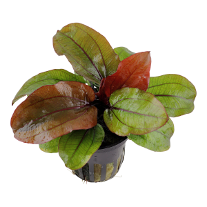 Echinodorus 'Reni'  5 cm pot - Tropica