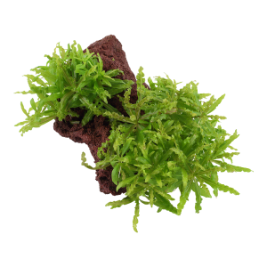 Pogostemon helferi grown on Lava rock - Tropica