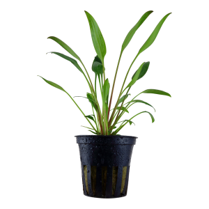Cryptocoryne x willisii 5 cm pot - Tropica