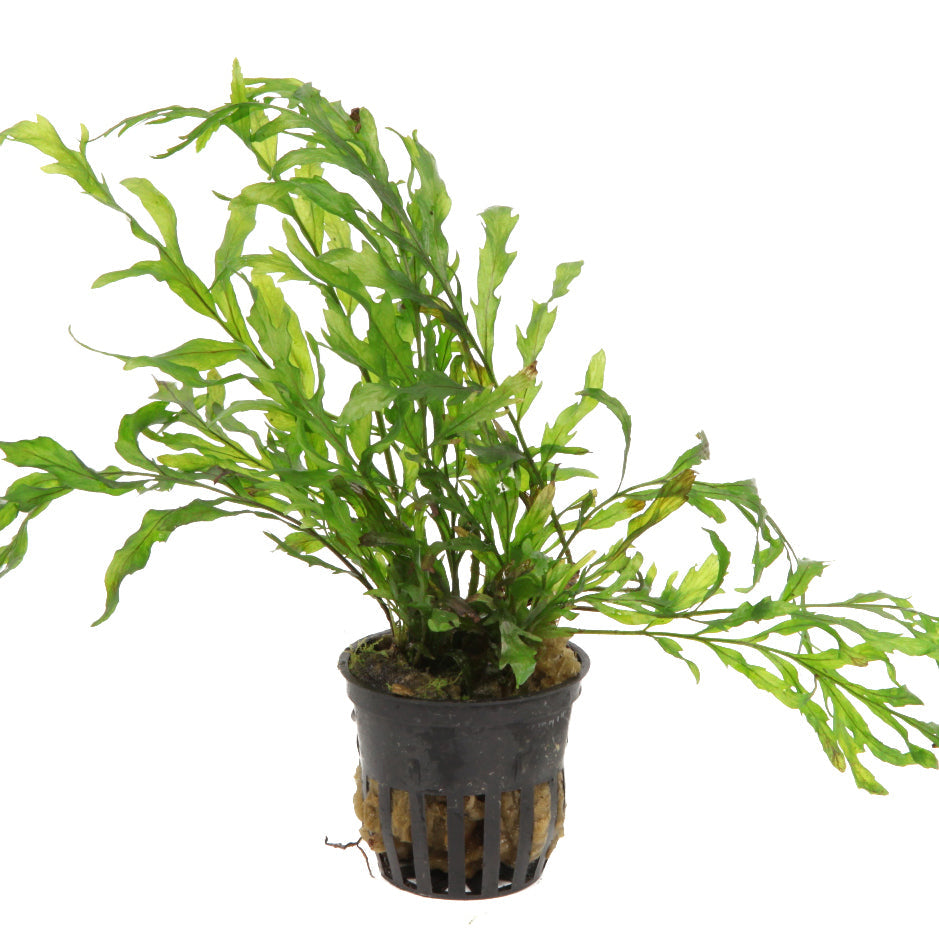 Bolbitis heudelotii 5cm pot - Tropica