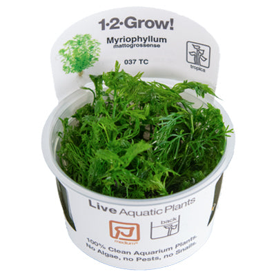 Myriophyllum mattogrossense 1-2 Grow - Tropica
