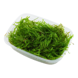 Vesicularia ferriei 'Weeping' moss portion - Tropica