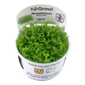 Micranthemum tweediei 'Monte Carlo' 1-2-Grow - Tropica