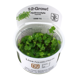 Hydrocotyle tripartita 1-2-Grow - Tropica