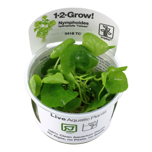 Nymphoides hydrophylla 'Taiwan' 1-2 Grow - Tropica